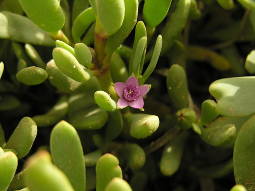 Sesuvium portulacastrum image