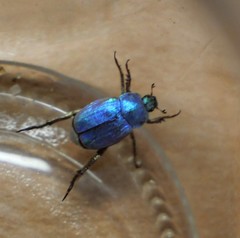Hoplia coerulea