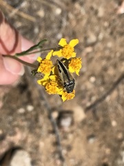 Acmaeodera latiflava latiflava