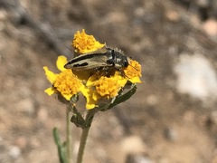 Acmaeodera latiflava latiflava