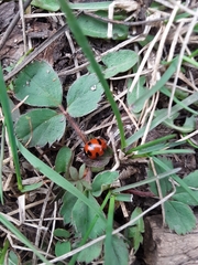 Coccinella monticola