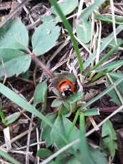 Coccinella monticola
