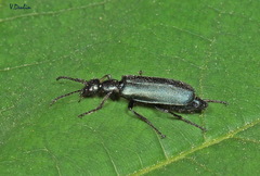Alosimus chalybaeus