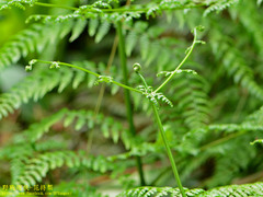 Dennstaedtia scandens