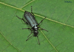 Alosimus chalybaeus