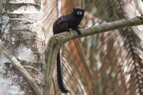 Andean Saddle-back Tamarin