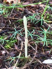 Cephalanthera austiniae