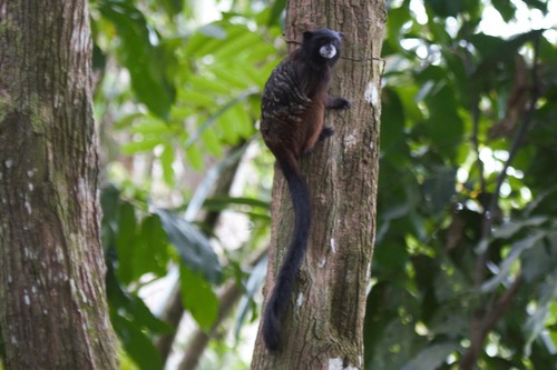 Andean Saddle-back Tamarin