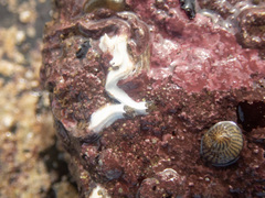 Spirobranchus lamarcki