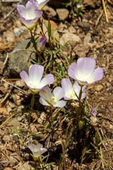 Clarkia arcuata