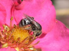 Lasioglossum leucozonium