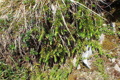 Thymelaea calycina