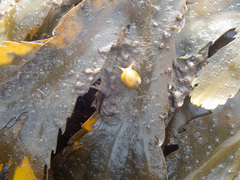 Littorina obtusata