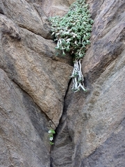 Oxalis campylorrhiza