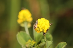 Glyphipterix simpliciella