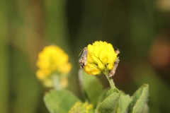 Glyphipterix simpliciella