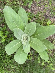 Verbascum thapsus
