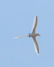 Phaethon lepturus fulvus