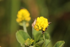 Glyphipterix simpliciella