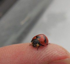 Coccinella monticola