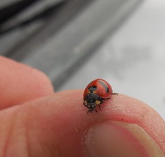 Coccinella monticola