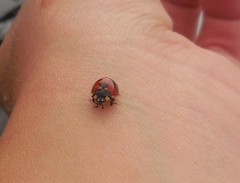 Coccinella monticola
