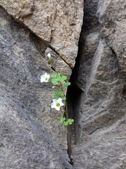 Oxalis campylorrhiza