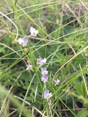 Astragalus austriacus