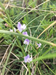Astragalus austriacus
