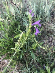 Campanula sibirica