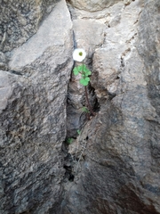 Oxalis campylorrhiza