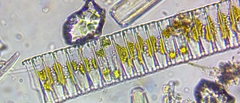 Fragilaria