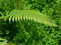 Pseudocyclosorus esquirolii
