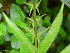 Pseudocyclosorus esquirolii