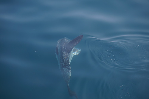 Mola mola
