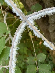 Prociphilus xylostei