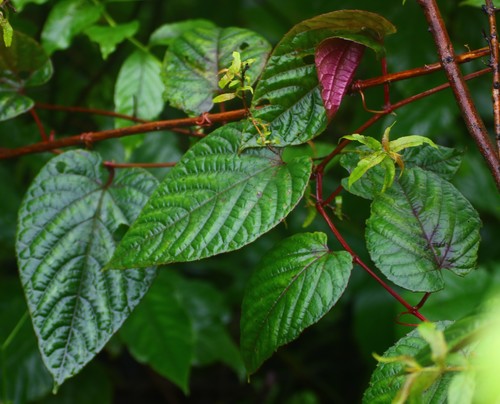 Cissus discolor
