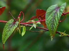 Cissus discolor