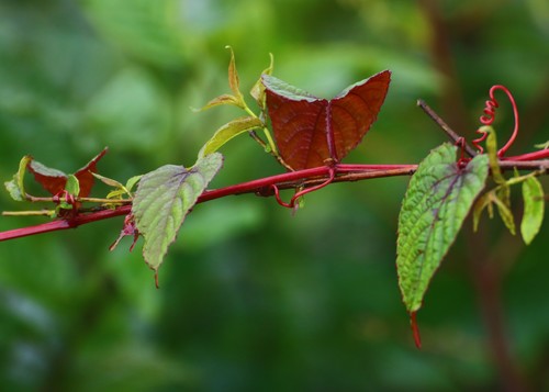 Cissus discolor