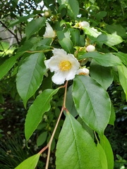 Stewartia