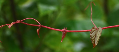 Cissus discolor