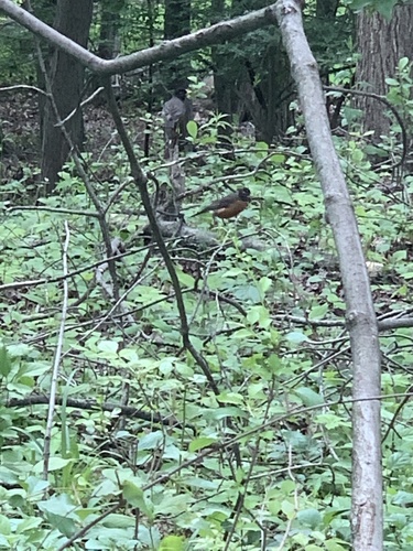 photo of American Robin (Turdus migratorius)