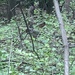 photo of American Robin (Turdus migratorius)