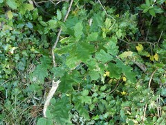 Ilex × altaclerensis