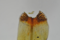 Blindia acuta