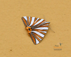 Pityeja histrionaria