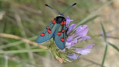 Zygaena lavandulae