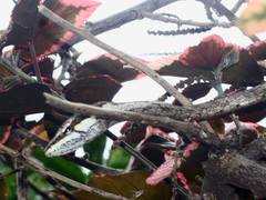 Thelotornis capensis