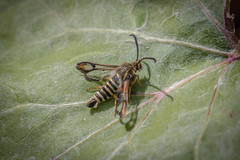 Bembecia ichneumoniformis