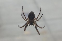 Araneinae